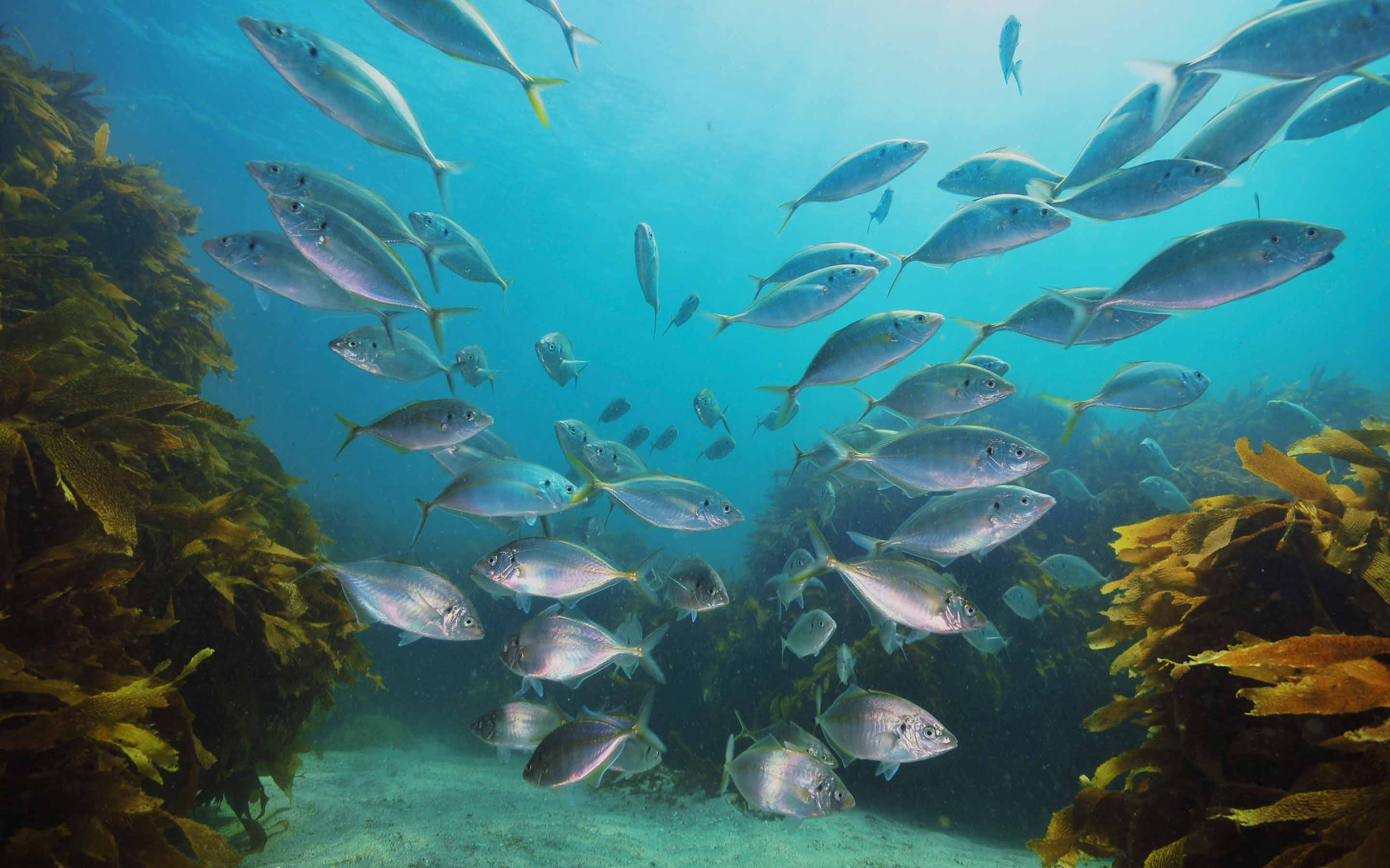 A vibrant underwater scene with schools of fish swimming among kelp | MSC Cruises