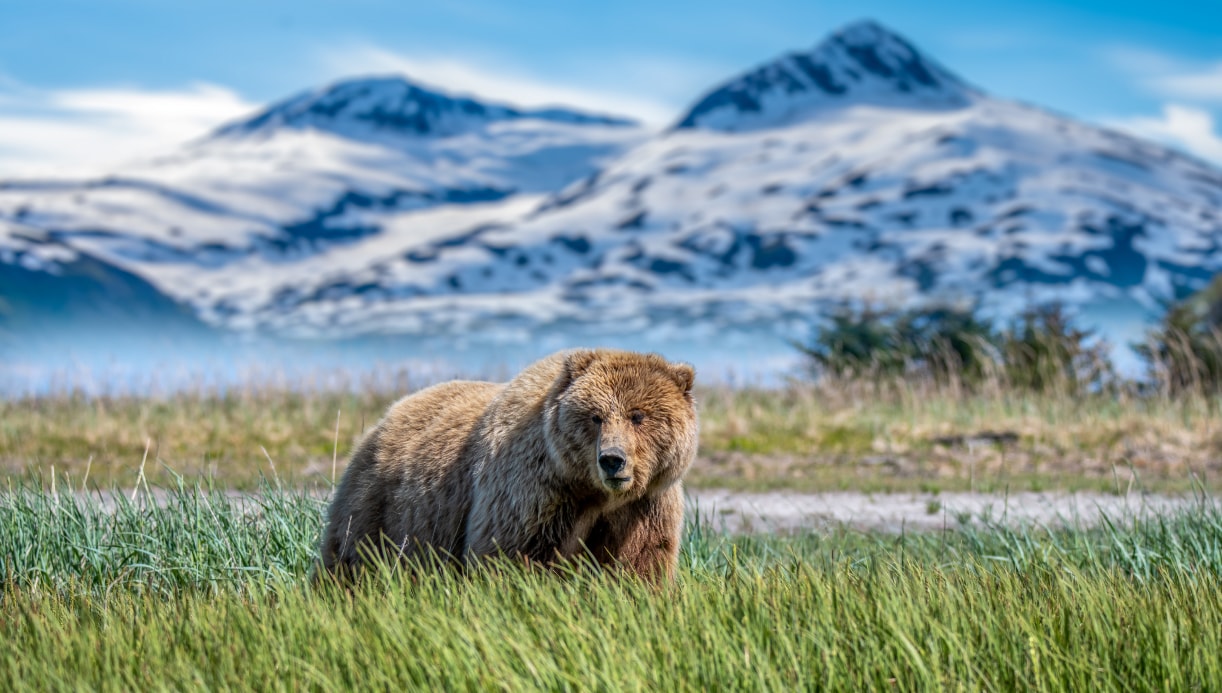 Alaskan brown bear standing in tall grass against a backdrop of snow-capped mountains.