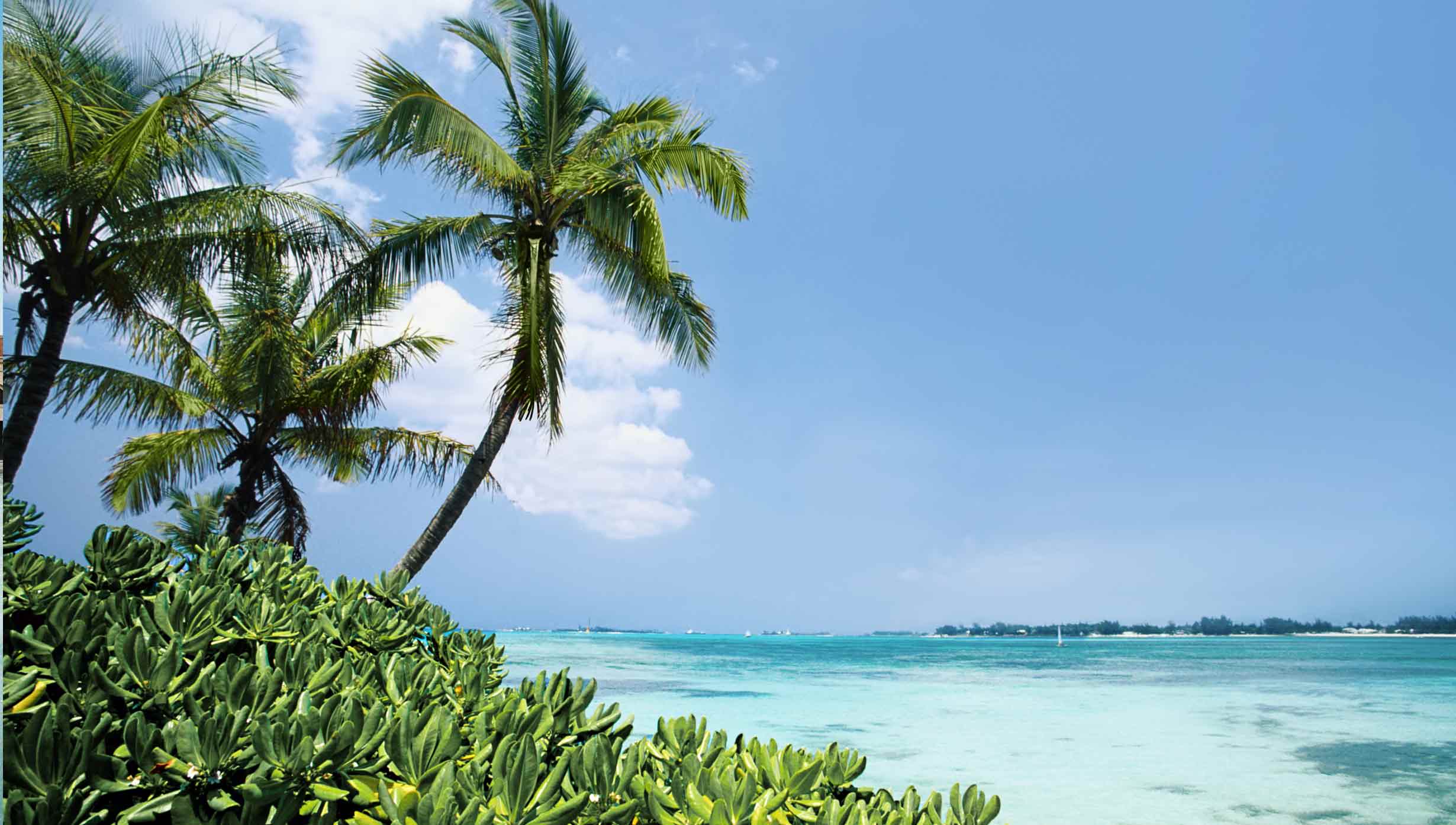 Tropical island with palm trees and turquoise waters | MSC Cruises