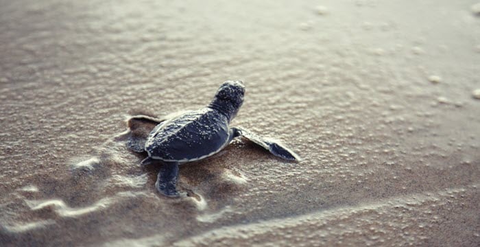 A baby sea turtle crawling on wet sand towards the ocean | MSC Cruises